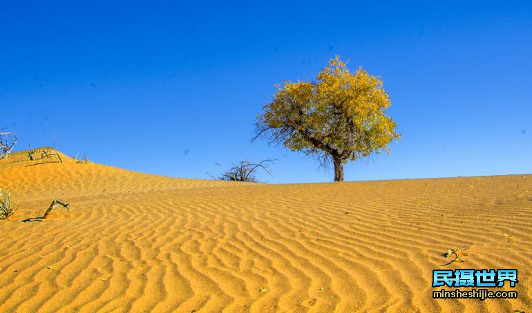 额济纳摄影家的眼光：透视沙漠的生命之美